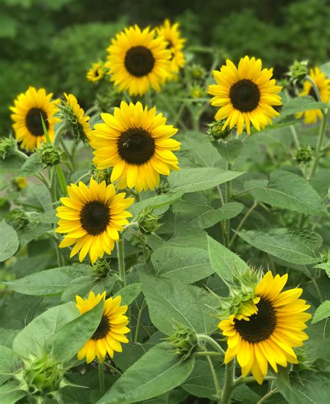 We Fell In Love With Junior Dwarf Sunflowers All Over Again Last Year