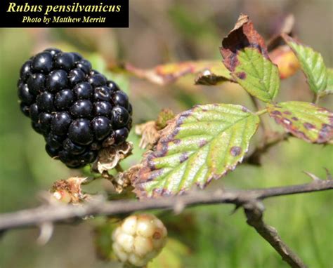 Rubus Pensilvanicus Pennsylvania Blackberry Go Botany