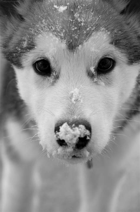 Snow Dog Most Beautiful Dog Breeds Beautiful Dogs Animals Beautiful