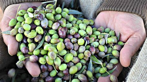 How Many Olive Varieties Are There And Which Are The Most Popular