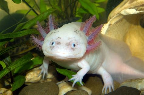Tiger Salamander Axolotl