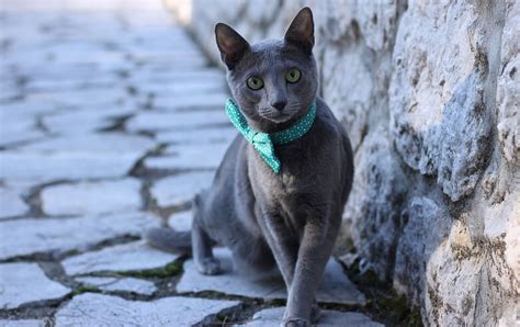 It would take 15 years before the breed brought home a cfa grand. Russian Blue Hypoallergenic Cats Personality, Adoption ...