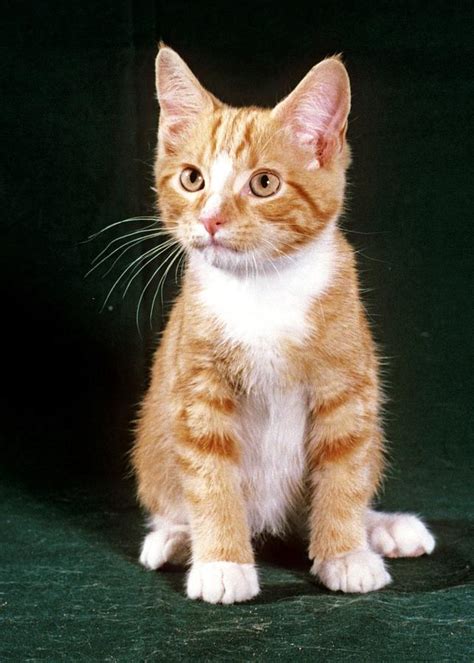 Orange Tabby Cat Kittens