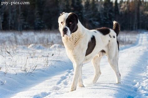 Horses and dogs tube alabai dog origin is russia and central asia region. Alabai (Zentralasiatischer Owtscharka) | Herdenschutzhunde ...