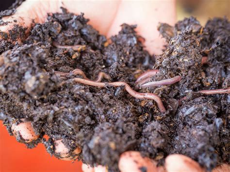 They also reproduce very quickly, due to their quick maturation rate. Worms For Vermicomposting - Ideal Number Of Worms In Compost