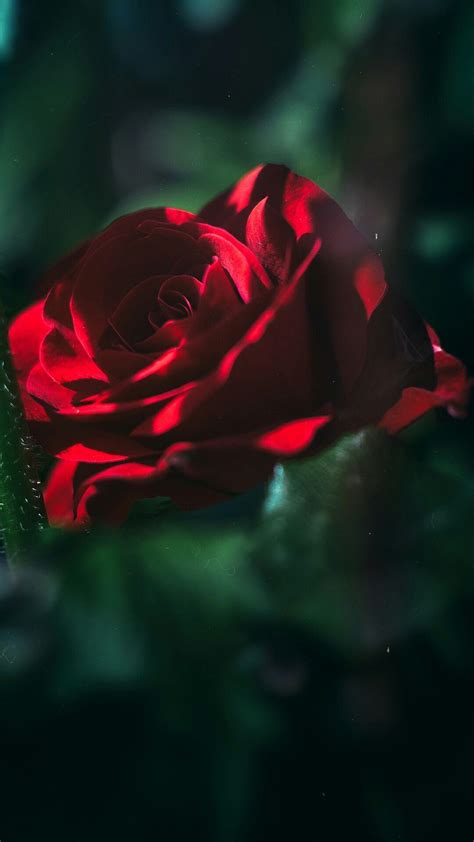 Red is the leading manufacturer of professional digital cinema cameras. Red Aesthetic Picture · Artistic Desktop HD Wallpapers