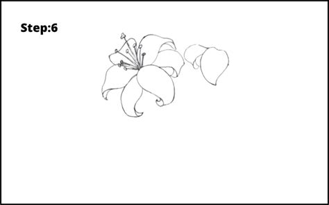 11 Step By Step Lily Flower Drawing Easy Ways Drawwiki