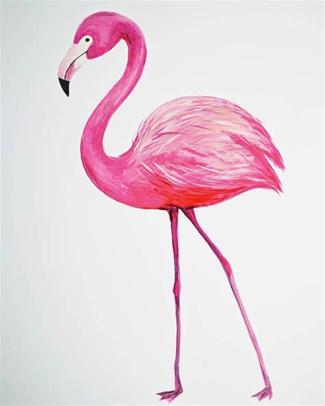 Flamingo Drawing Illustration