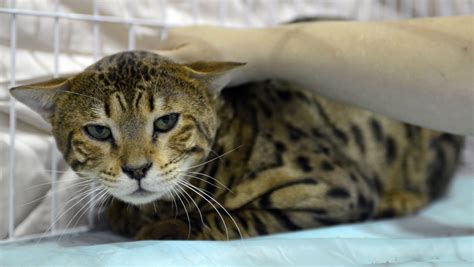 5 Things To Know About Savannah Cats