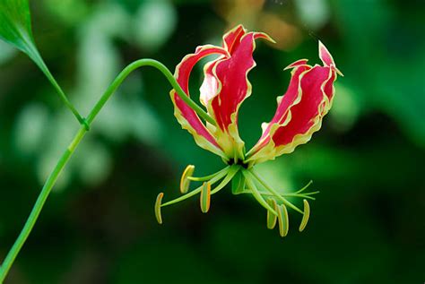 1400 Flame Lily Stock Photos Pictures And Royalty Free Images Istock