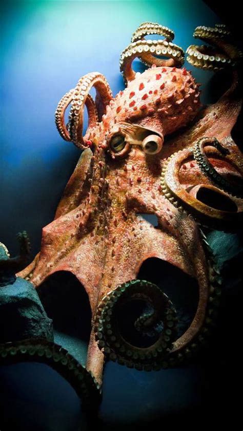 Octopus Sea Underwater Wallpapers Hd Desktop And Mobi Vrogue Co