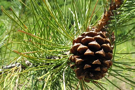 Ponderosa Pine Pinus Ponderosa — Alandi Ayurveda