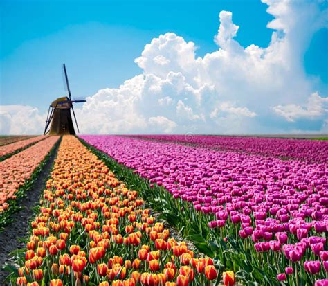 Beautiful Magical Spring Landscape With A Tulip Field And Windmills In