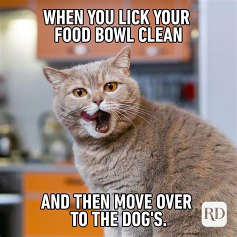 Cat Memes To Make You Laugh