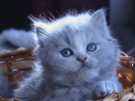 Cute Kitten Eyed Blue Animal Kitty Grey Fluffy Cat Sweet Adorable Baske