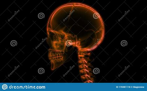 Human Skeleton System Skull Bone Joints Anatomy Stock Illustration ...