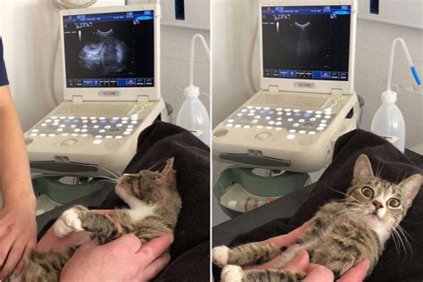 Shelter Cat Has Hilarious Reaction To Finding Out She Is Pregnant