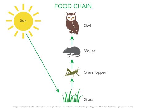 Forest ecosystem food chain examples. 25 Fresh Food Chain In Ecosystem
