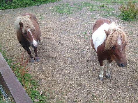 An international falabella miniature horse association dedicated to promoting and preserving the rare breed of falabella. Rescued Falabellas happy now | Horses, Animals, Rescue