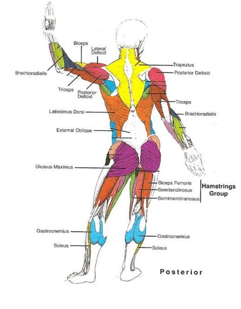 Massage Back Muscle Chart Muscles Diagrams Diagram Of