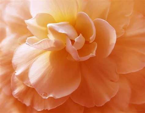 Just Peachy Begonia Flower Photograph By Jennie Marie Schell Fine Art