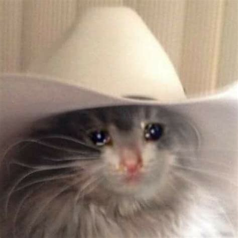 Sad Cat In A Cowboy Hat Youtube