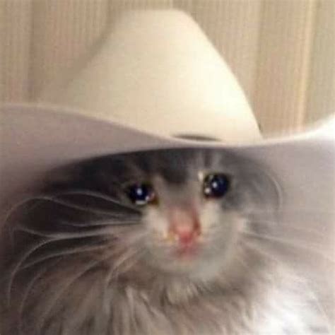 Cowboy cat, cowboy kitty, villain cat, bad cat, hero cat, cowboy hat, western, cat in a cowboy hat, white cat, meowdy, wild west, bandanna, re, reartwork. Sad Cat in a Cowboy Hat - YouTube