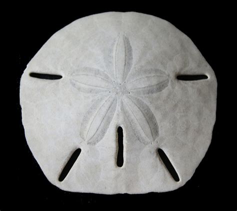 A07 The Skeleton Of The Sand Dollar As A Biological Model For