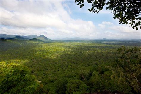 Aerial View Of Guyanas Forest