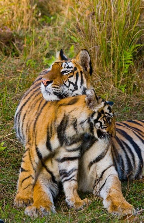 Mother And Cub Wild Bengal Tiger In The Grass India Bandhavgarh National Park Madhya Pradesh