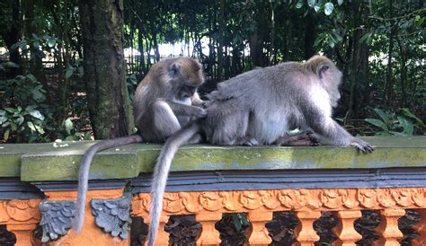 Alas Kedaton Temple And Monkey Forest Place Of Interest In Bali Island