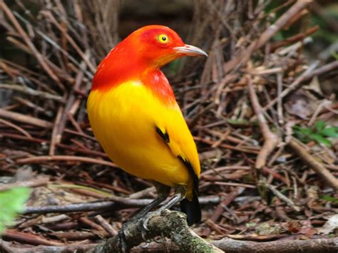 Flame Bowerbird Ebird