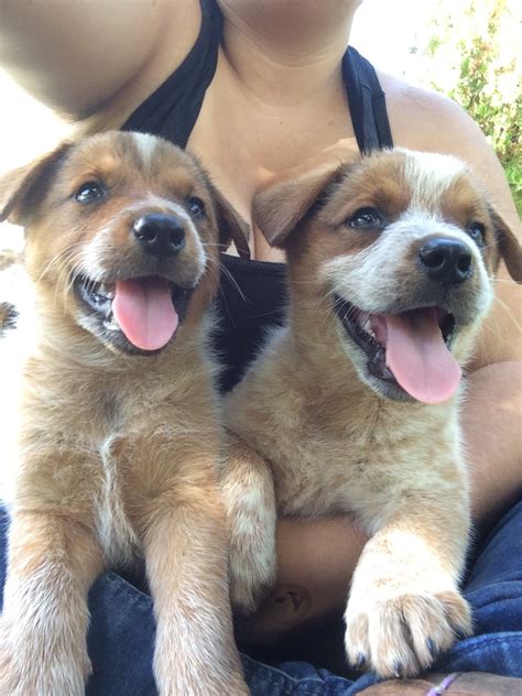 Queensland Heeler Puppies For Sale Galt Ca 305066