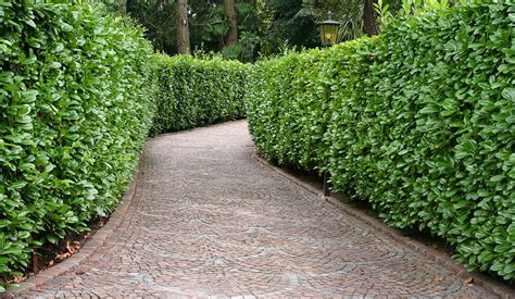 Best Privacy Hedges Evergreens For Privacy Instanthedge Blog