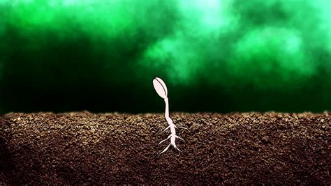Seed Germination Tupitube Animation Source File