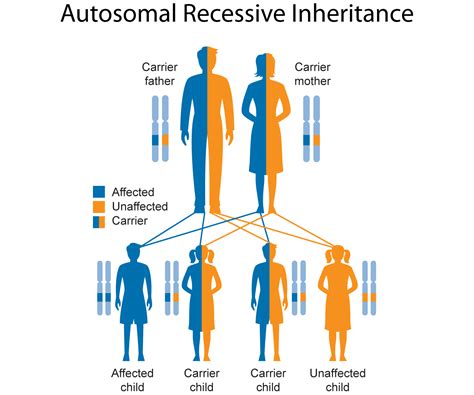 3>autosomal recessive is one of several ways that a trait, disorder, or disease can be passed down through families. Genetics and Inheritance | National Foundation for Ectodermal Dysplasias