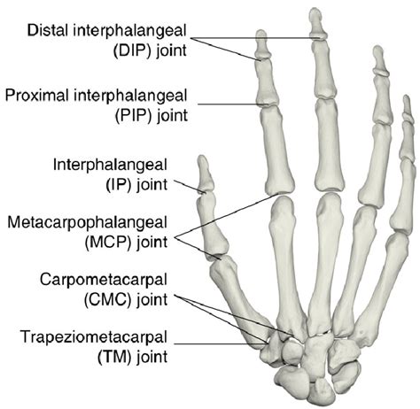 Joints Of The Right Hand Dorsal View Note That The Terms