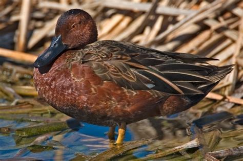Heyi Have One 2012 Hatch Pair Of Cinnamon Teal Duck For Sale At