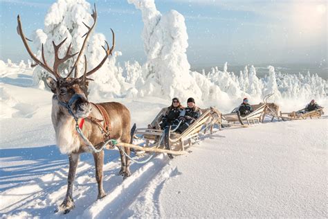 Reindeer Safari Visit Finland