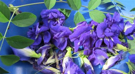 Kitolod adalah tanaman obat yang mempunyai tangkai bunga yang panjang. Tak Hanya Cantik, Bunga Telang Biru Juga Berkhasiat - Lifestyle Fimela.com