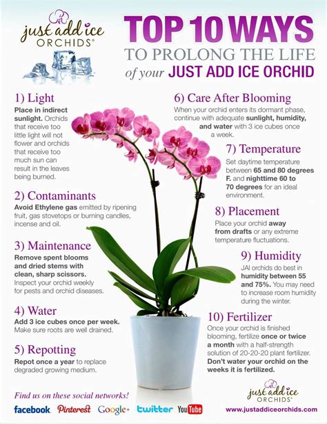 Top 10 Tips For Orchid Care After Flowering