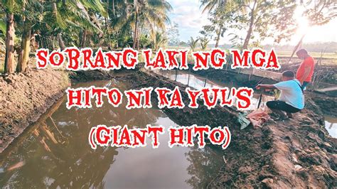 Giant Hito In The Farm Of Ka Yuls Youtube