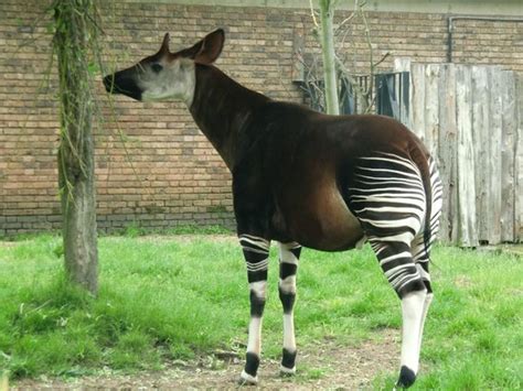 Okapi Picture Of Zsl London Zoo London Tripadvisor