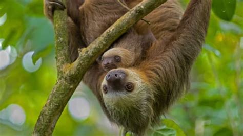 Rescue Reunites Mom And Baby Sloth In Heartwarming Video Skyaboveus News