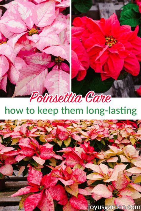 How To Pick The Perfect Poinsettia And Make It Last Joy Us Garden