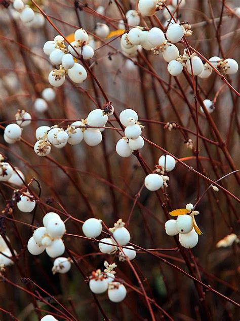 Snowberry Symphoricapos Aldus Plants Native Plants Berries