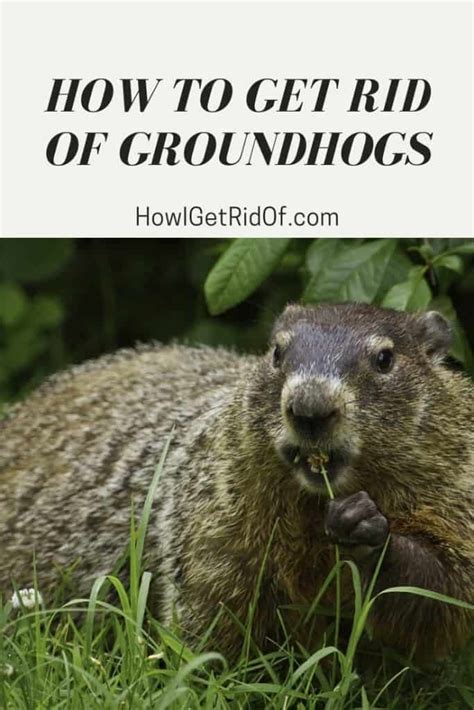 How To Get Rid Of Groundhogs How I Get Rid Of