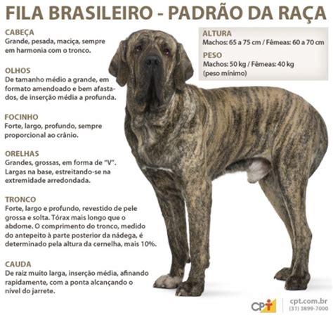 Descubre la mejor forma de comprar online. Raças de cachorro - Fila Brasileiro | Cursos a Distância CPT