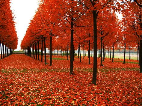 Hd Wallpaper Autumn Season Parks Nature Seasons Hd Art Autumn Season