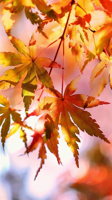 35 Best Autumn Iphone Wallpapers Templatefor